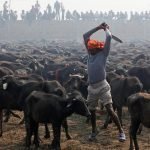 La Masacre de Gadhimai